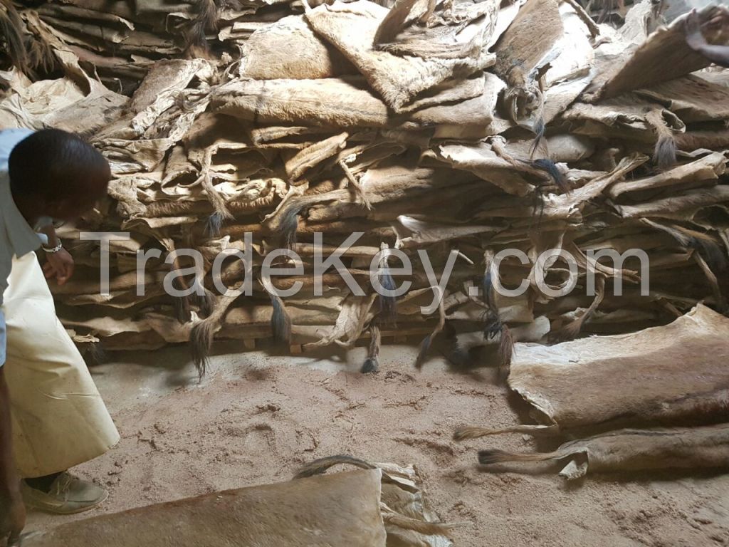 High Quality Dry and Wet Salted Donkey / Goat Skin / Cow Hides