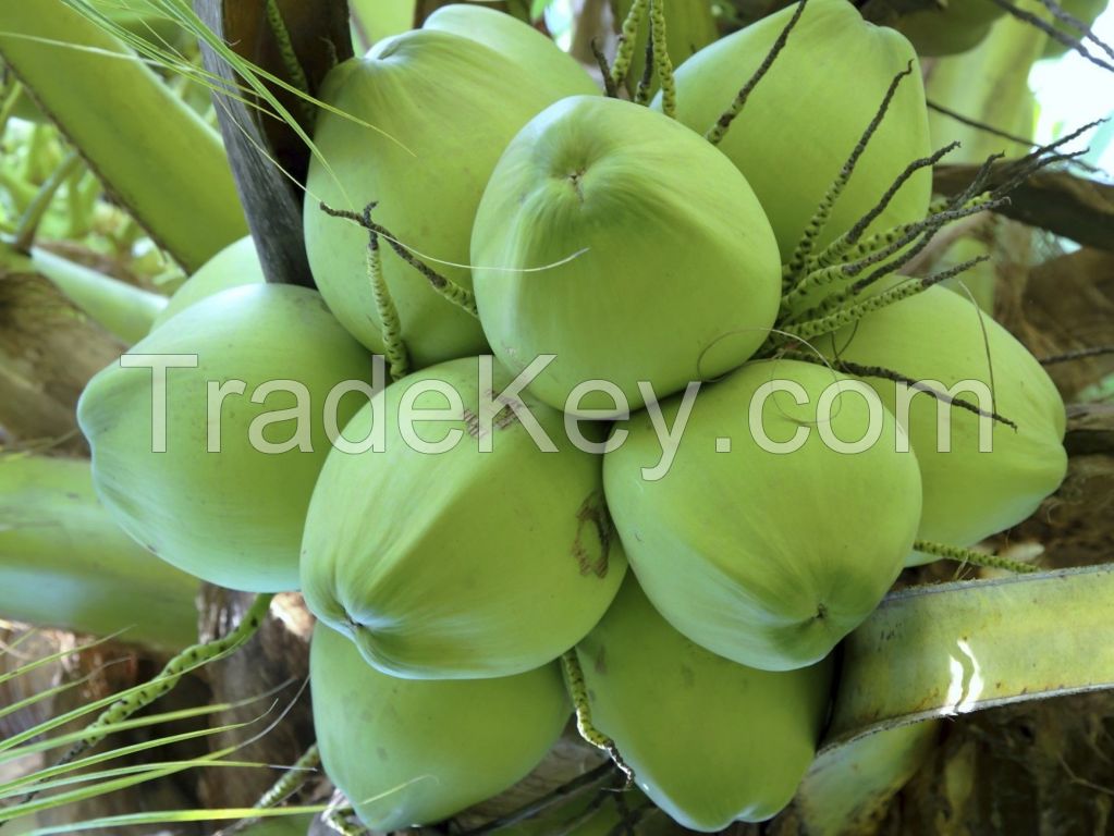 Best Price For Fresh Young Coconut