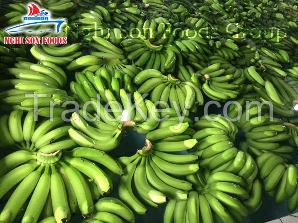 Fresh cavendish banana origin Vietnam