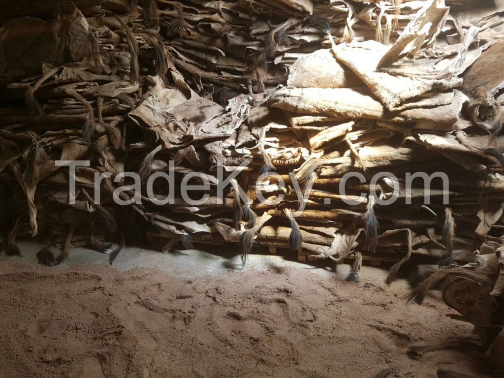 Wet/Dry Salted Donkey Hides, Cow Hides, Goat Hides.