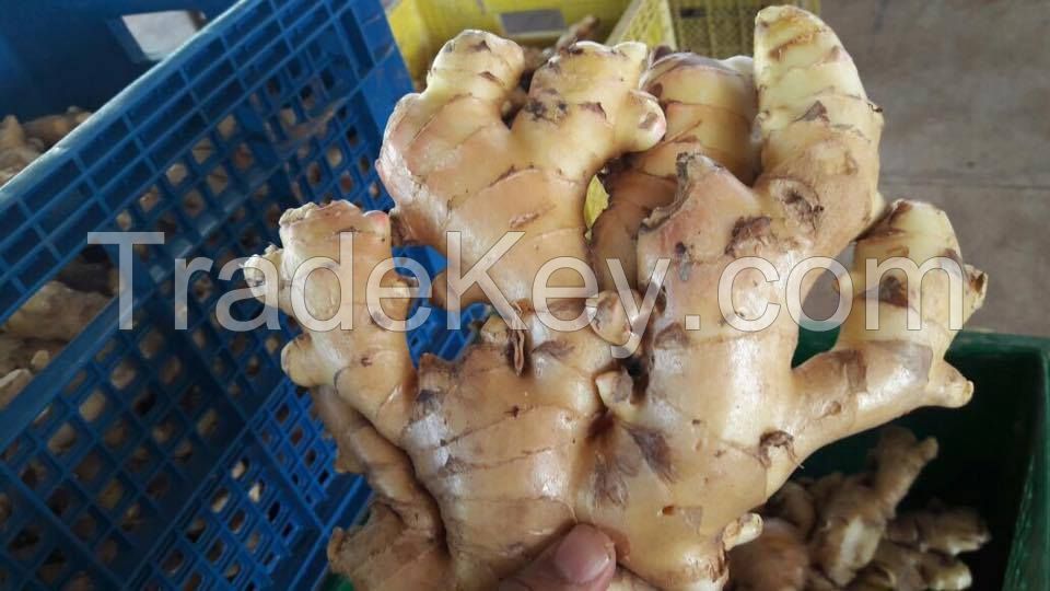 Viet Nam Ginger for Sale