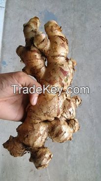 Viet Nam Ginger for Sale