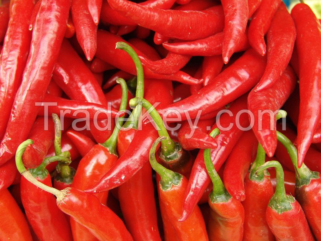 Fresh Red Chili from Vietnam