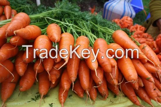 best grades  fresh fruits and vegetables for sale  at best price