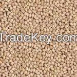 Seeds | Sesame Seeds | Brown Sesame Seeds