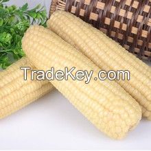 white corn