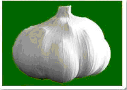 garlic