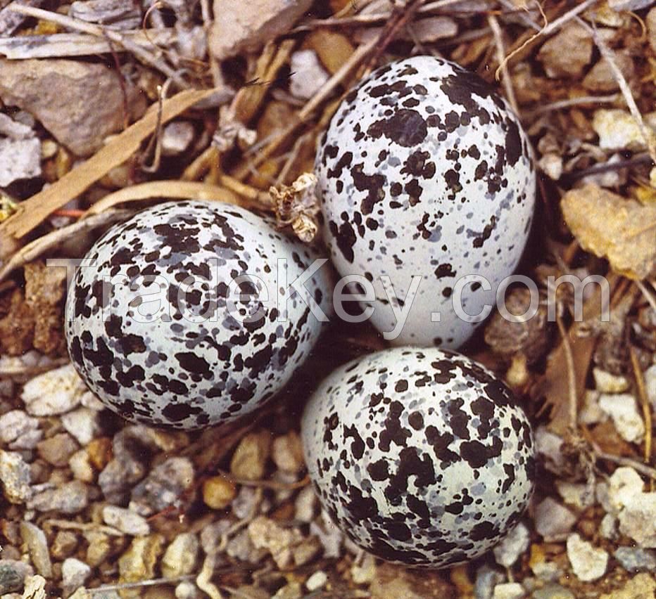 Parrot eggs ostrich eggs and eagle eggs for sale