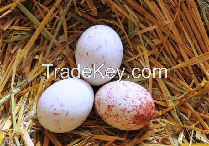 Quality Fresh and fertile parrots eggs and parrots for sale