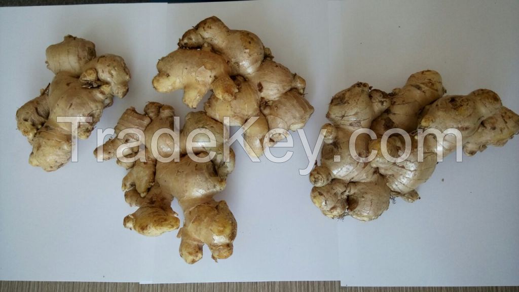 Elephant Ginger