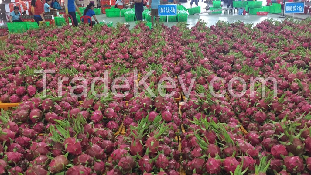 HOT SALES DRAGON FRUIT- PITAYA