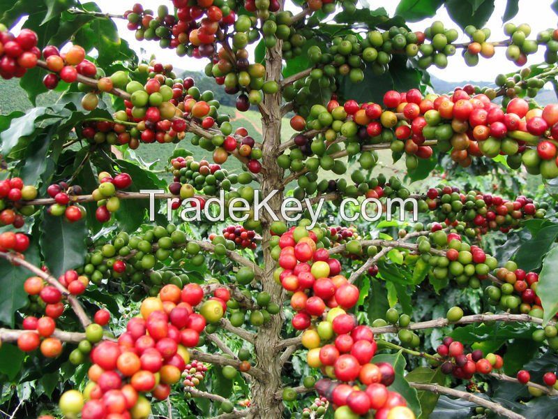 Kenya Arabican Coffee Kenya Tea, Gold Nugget  Gold Dust Gold Bar Tantalite