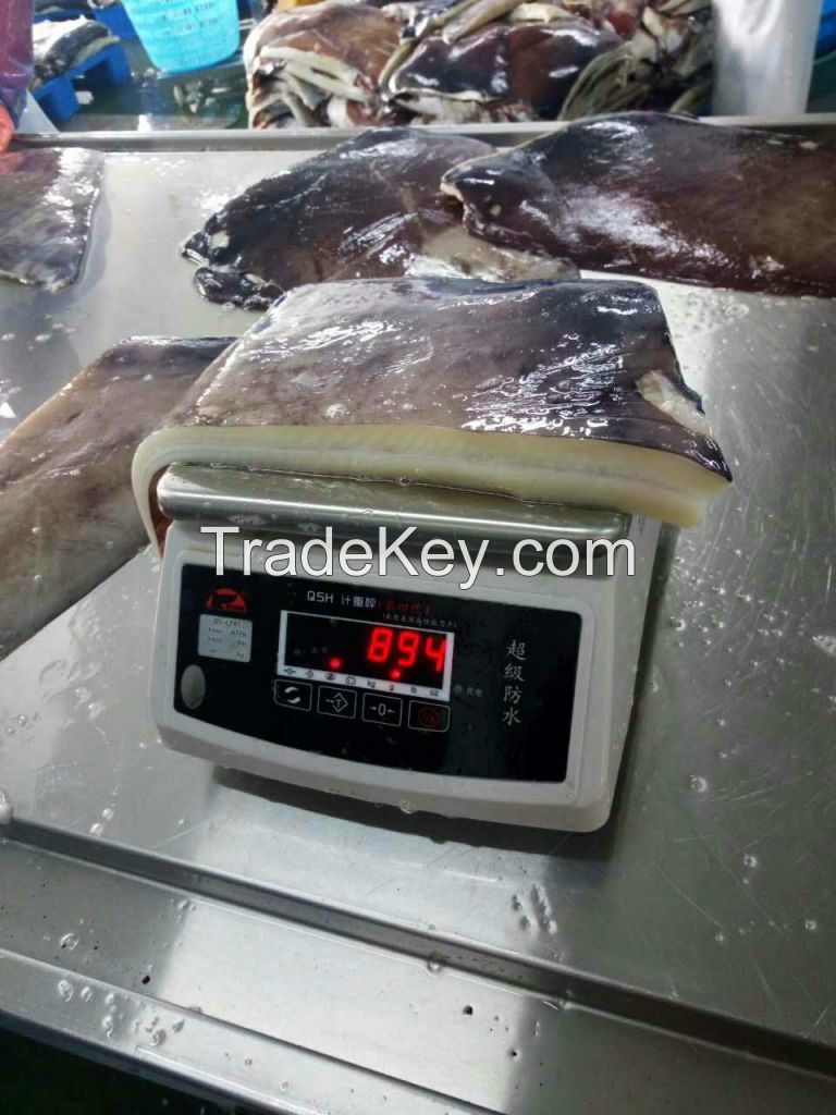 High quality Corss Cut Frozen Giant Squid Wings Dosidicus gigas