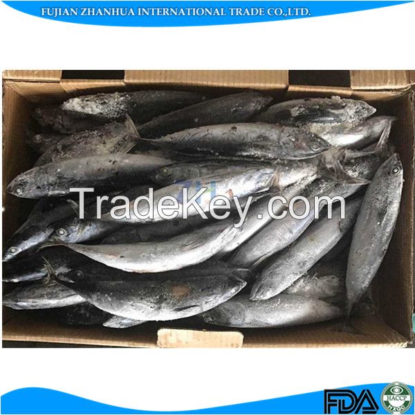 [ Bonito Tuna ]frozen bonito tuna fish for canned