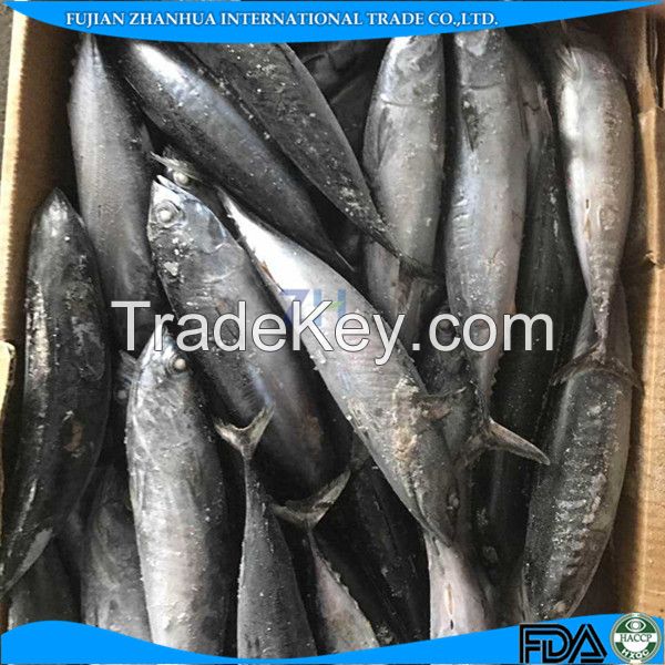 [ Bonito Tuna ]frozen bonito tuna fish for canned