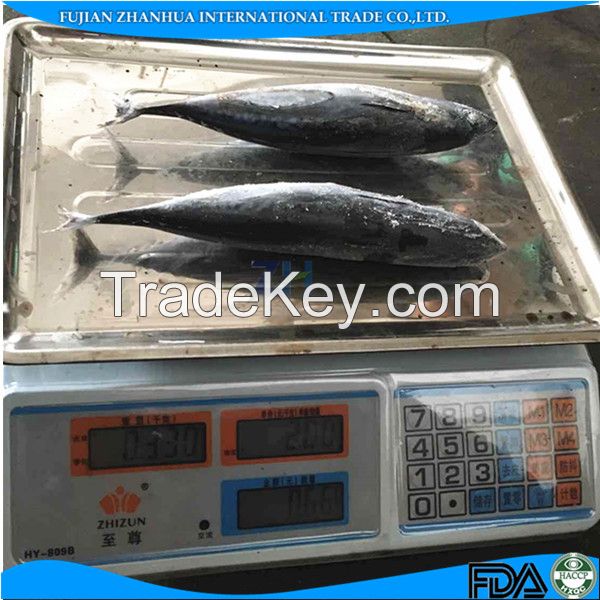 [ Bonito Tuna ]frozen bonito tuna fish for canned