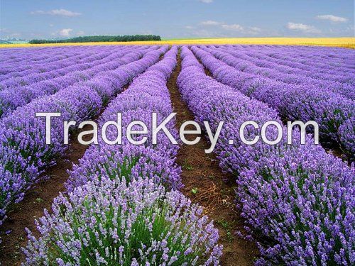 Lavender oil