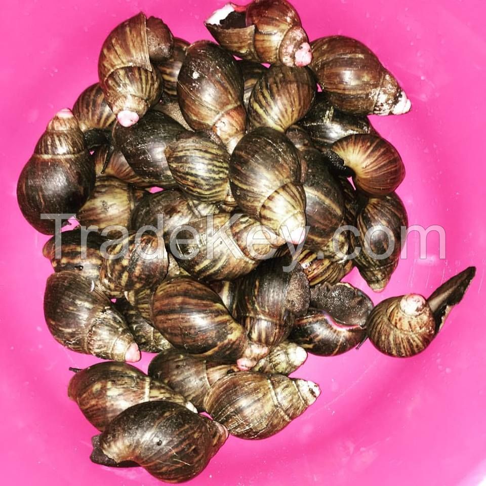 LIVE OR PACKAGED SNAILS