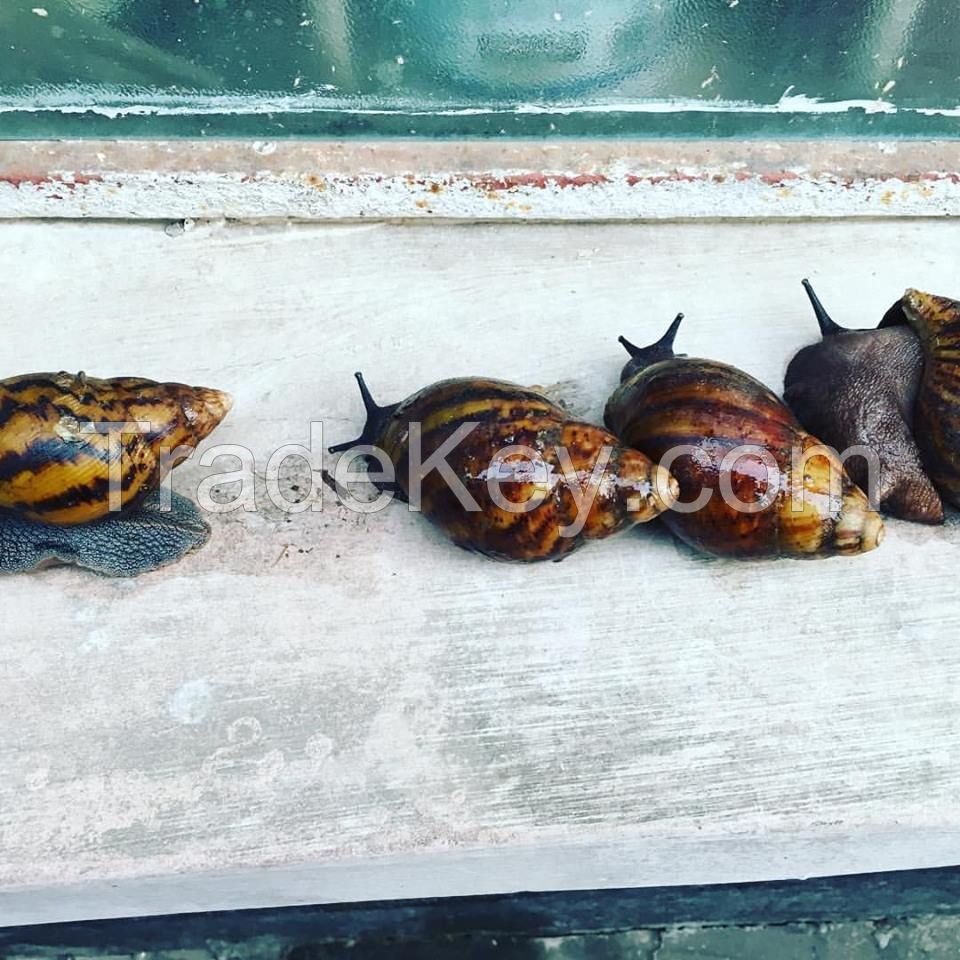 LIVE OR PACKAGED SNAILS