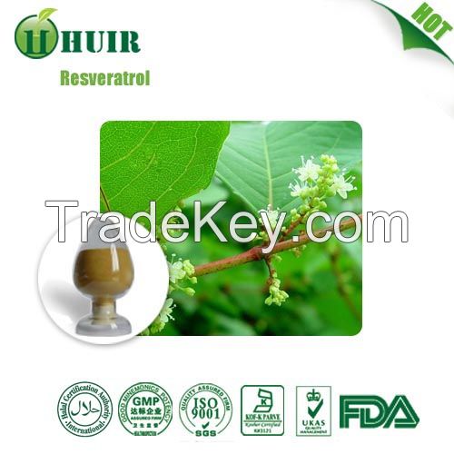 Polygonum Cuspidatum Powder extract Resveratrol 50%-98%