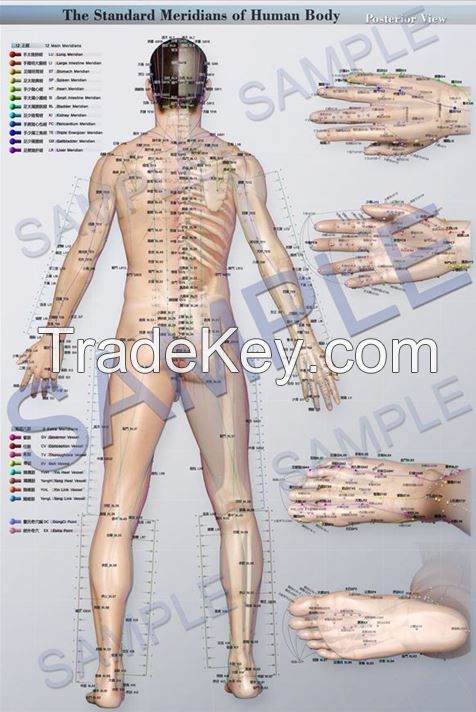 Meridian Acupuncture Point Map_Poster