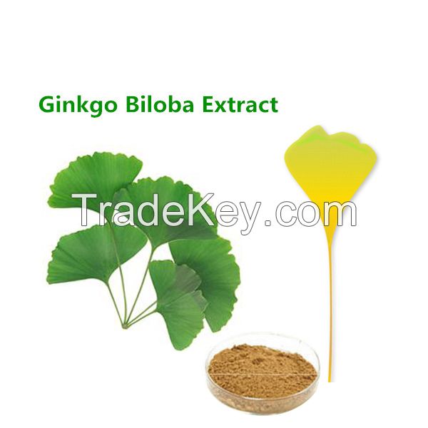 2017 Hot Sale Ginkgo Leaf Extract Powder Pass USP test