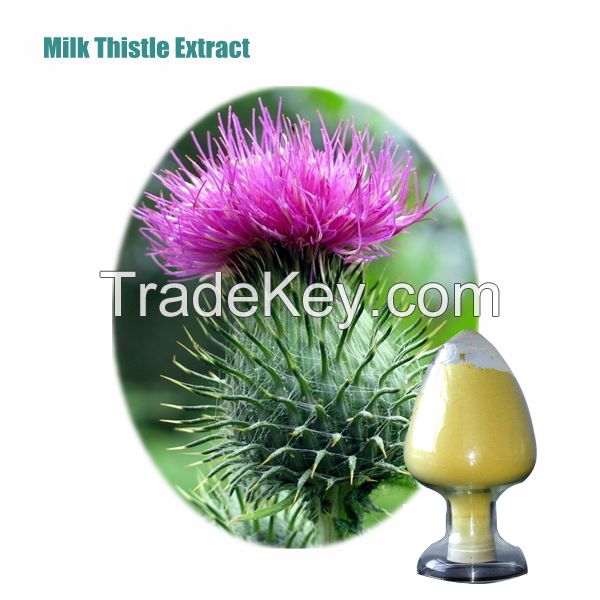 Food Grade High quality 80% Milk Thistle Extract Silymarin