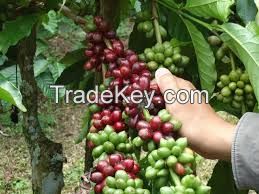 Coffee Robusta