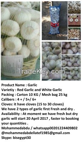 Fresh Garlic 