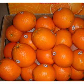 nevel orange