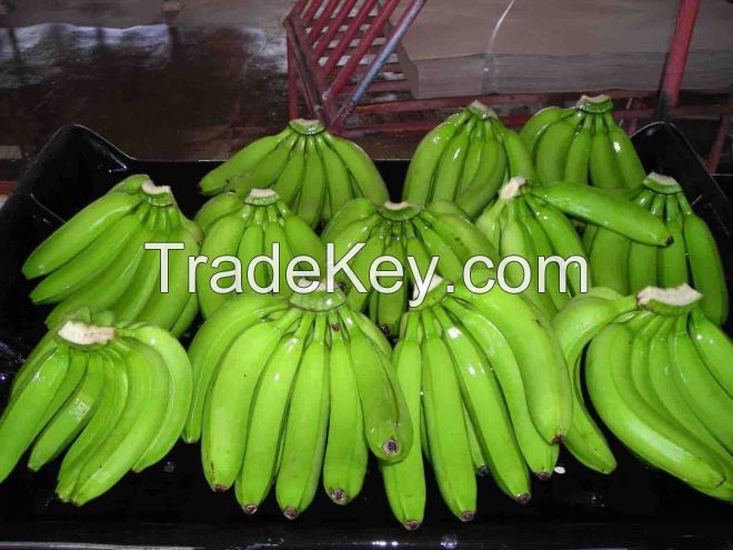 GREEN CAVENDISH BANANAS