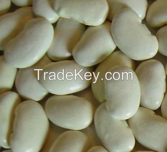 white kidney bean