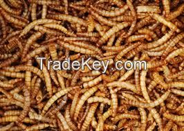 Dried worms