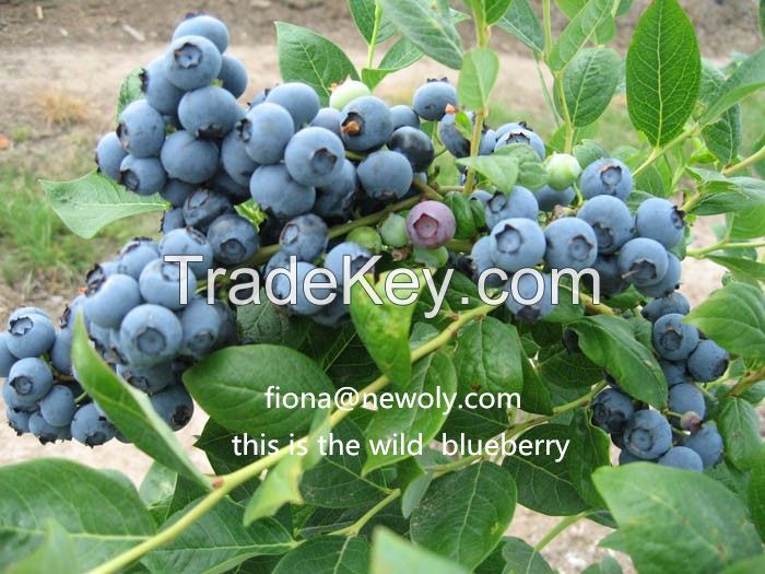 Wild Blueberry Juice powder