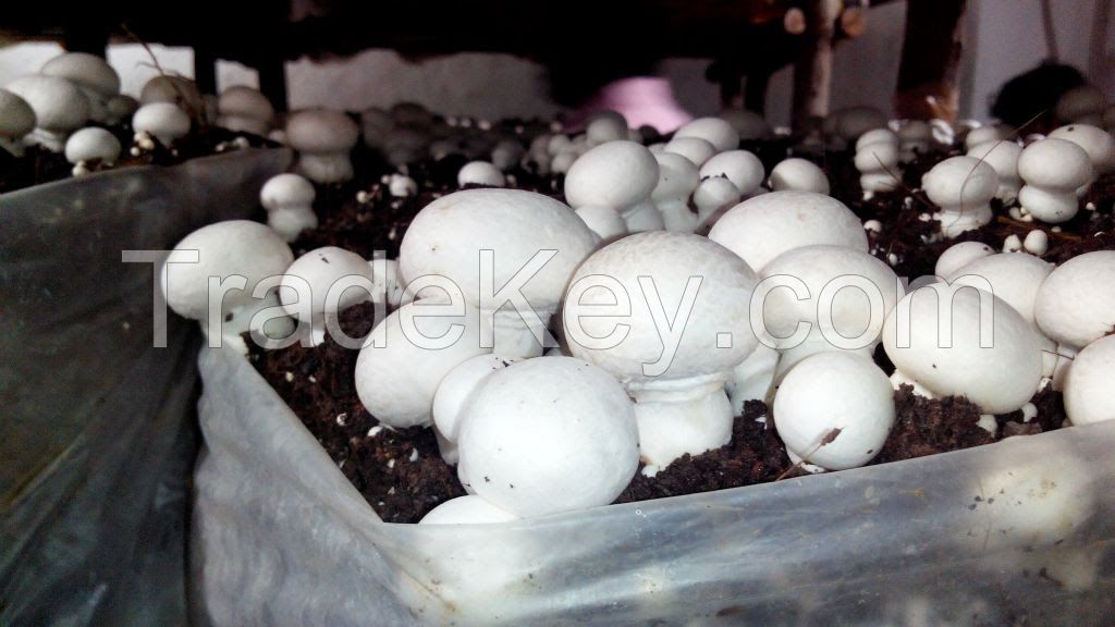 British Button Mushroom - fresh