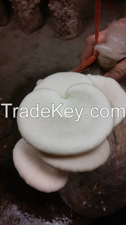 White Oyster Mushroom