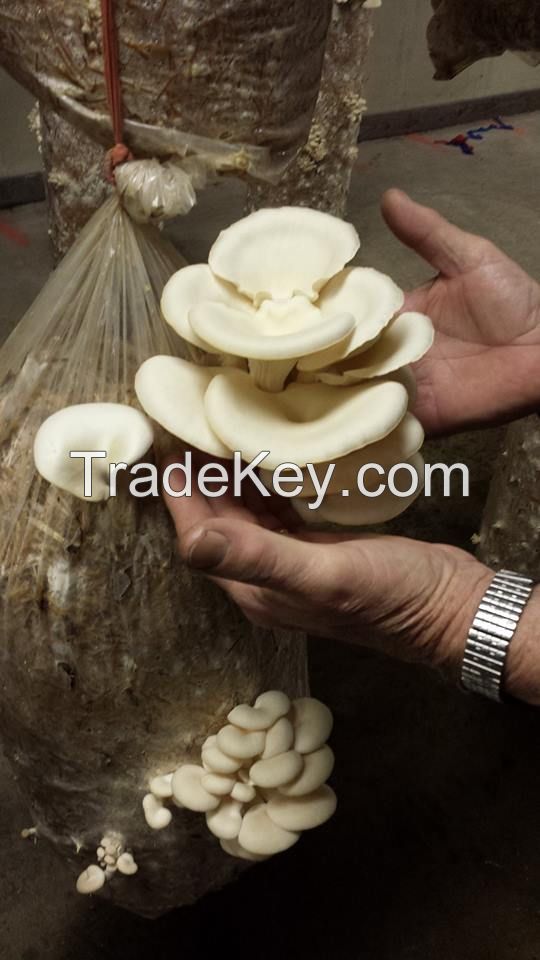 White Oyster Mushroom