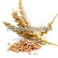 Feed Wheat or Feed Barley