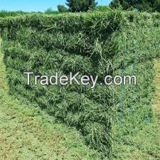 Alfalfa hay bales for sale