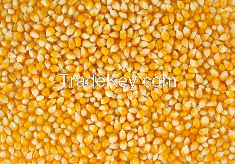 Yellow Corn, White Corn, Maize, Dried Corn, Sweet Corn