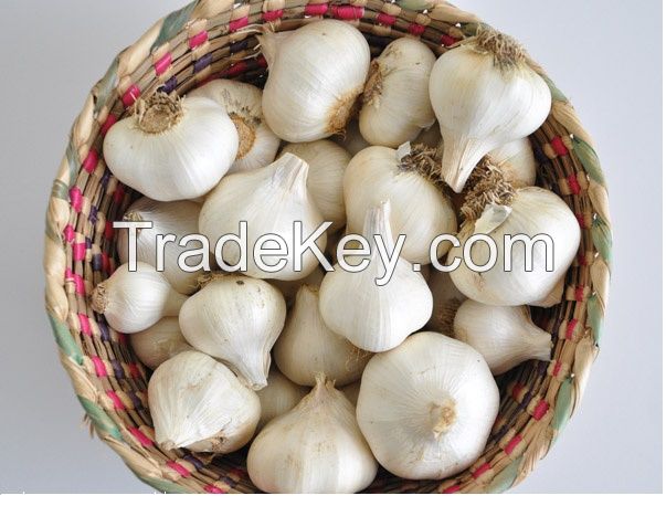 Fresh garlic