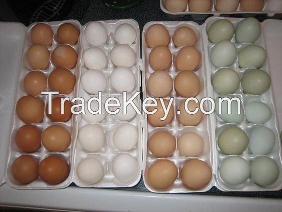 Normal and Hatchable chicken eggs