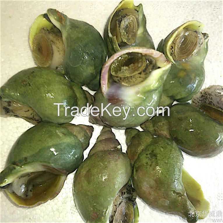 hot sale high quality whelk, Jade Whelk (Canada), Wild frozen sea snail Whelk meat