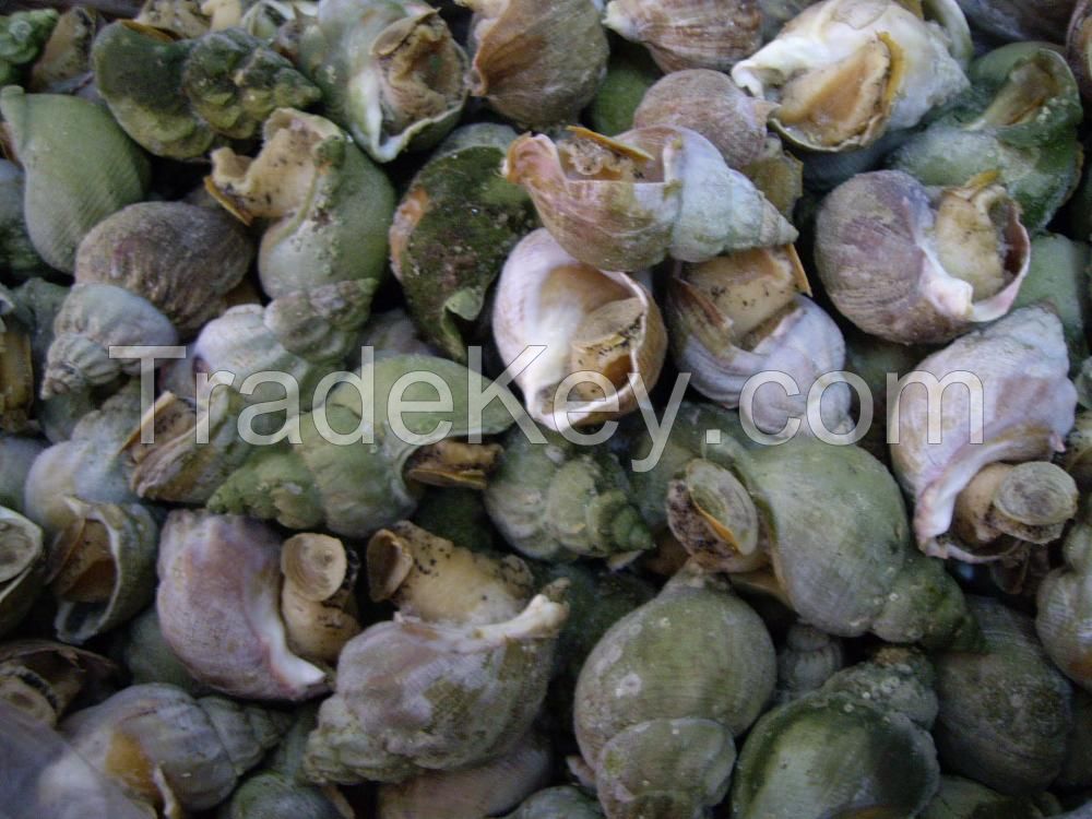 hot sale high quality whelk, Jade Whelk (Canada), Wild frozen sea snail Whelk meat