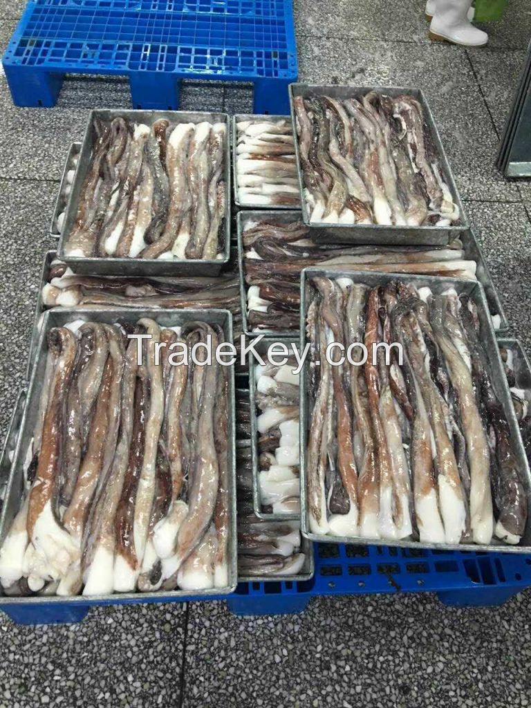 Frozen peru giant squid tentacle BQF