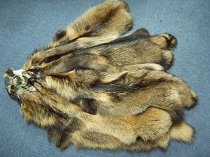 DRESSED RACCOON SKIN