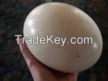  Fresh Eggs, Ostrich Eggs for Supply