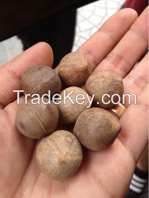 Almond nut, cashew nuts, Blanched peanut, brazil nut, Pistacious nut, macadamia