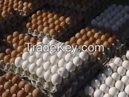 Fertile Hatching Chicken Egg/Fresh Chicken Table Eggs/Quail Eggs, ostritch eggs