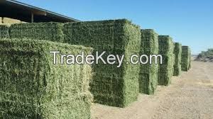 Alfalfa Hay, Animal feed, Chicken feed, Dog feed, Cattle feed, Horse feed, Pig feed, corn meal